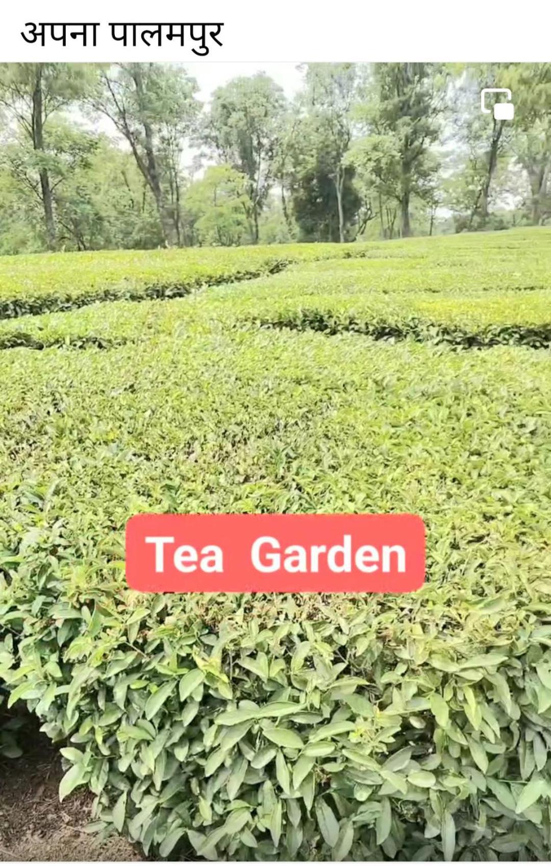 Tirthan Crest Homestay Banjār 外观 照片